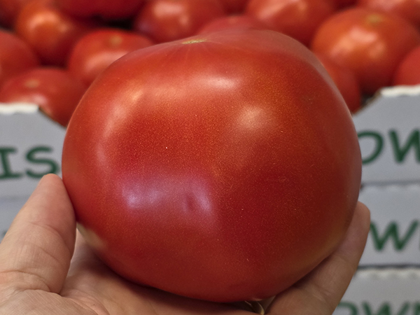 amish tomato