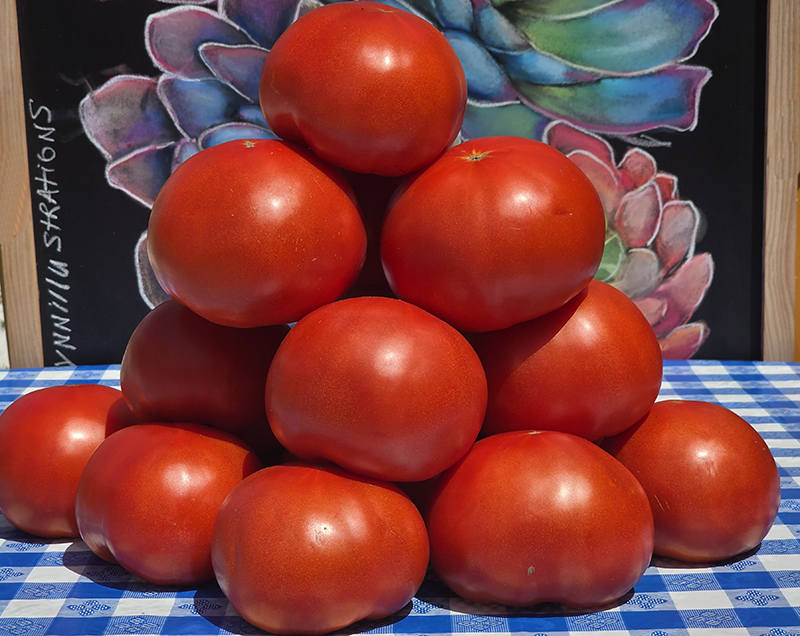 Amish tomato